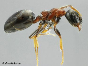 fourmi Dolichoderus quadripunctatus