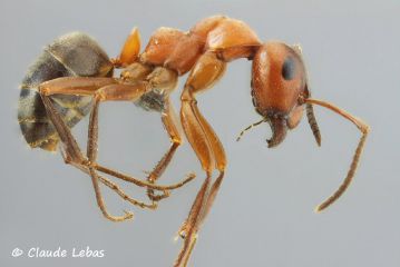 ouvriere Formica sanguinea
