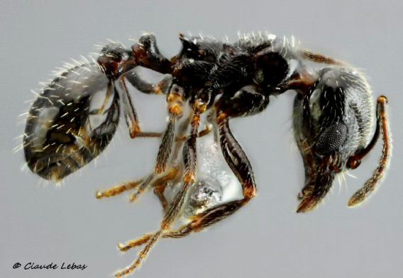 ouvrière Goniomma blanci