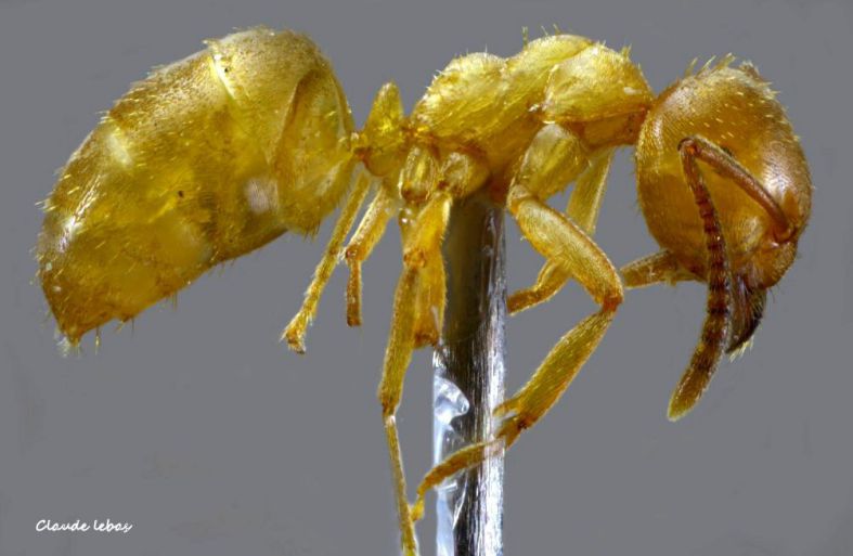 ouvriere Lasius carniolicus