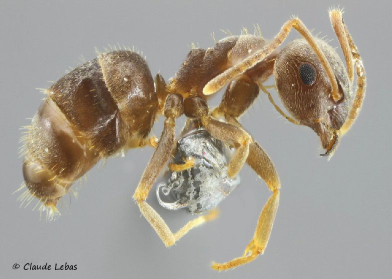 Lasius piliferus au corps densément poilu