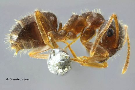 ouvrière Lasius psammophilus