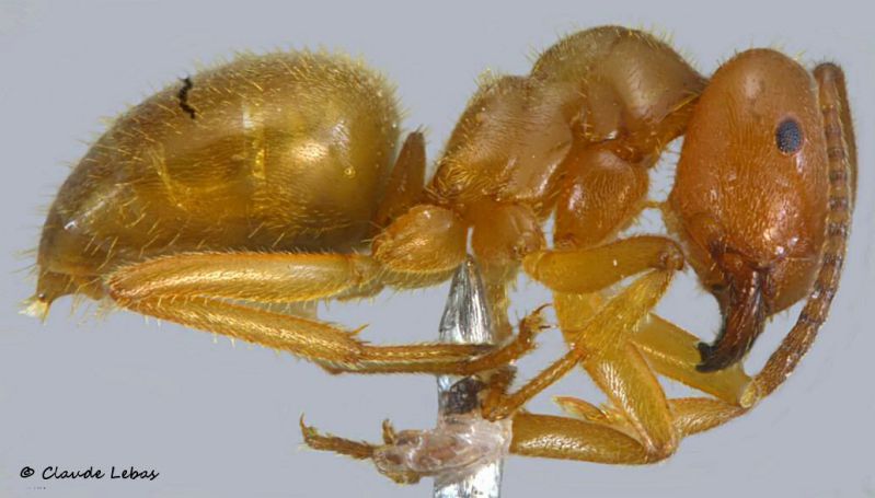 ouvriere Lasius rabaudi