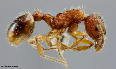 ouvriere Myrmica aloba
