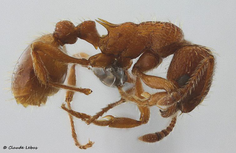 ouvrière  Myrmica constricta