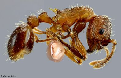 ouvriere Myrmica salina