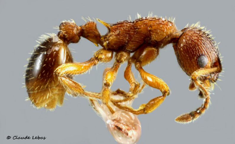 ouvrière Myrmica gallieni