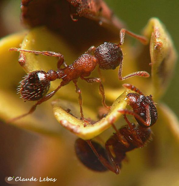 fourmis  Myrmica lobicornis