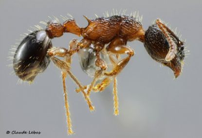 ouvriere Myrmica lobicornis
