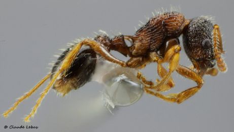 ouvriere  Myrmica lobulicornis