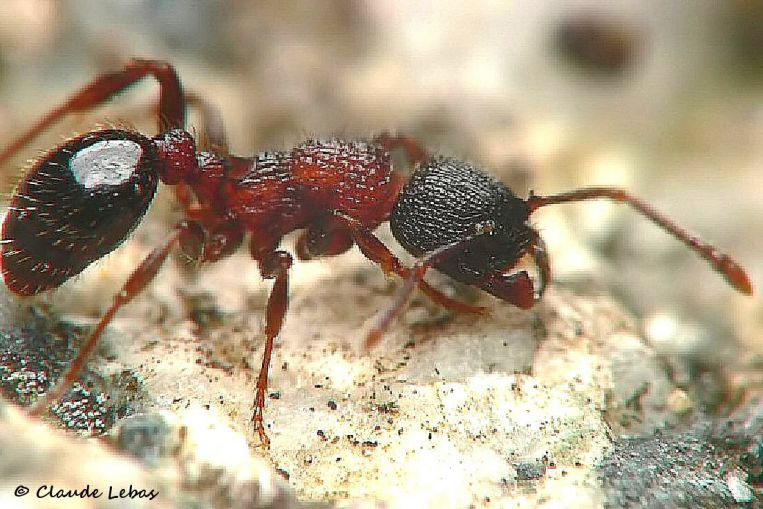 fourmi  Myrmica lobulicornis