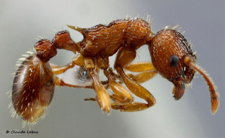 ouvrière Myrmica lonae