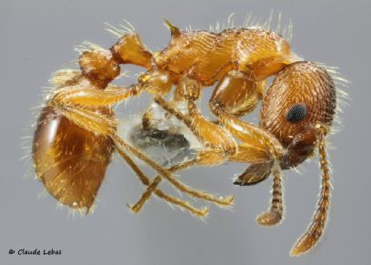 ouvriere Myrmica rubra