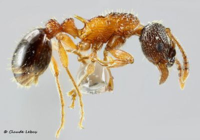 ouvriere Myrmica ruginodis