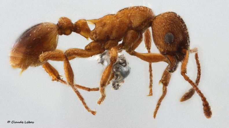 ouvrière Myrmica rugulosa