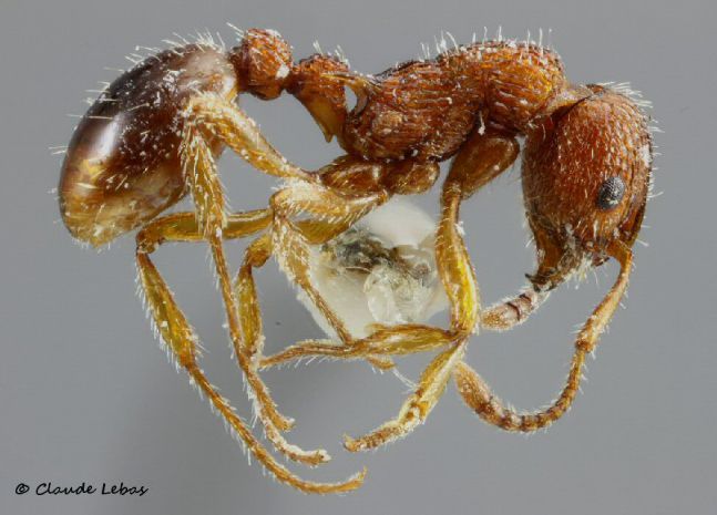 ouvriere Myrmica schencki