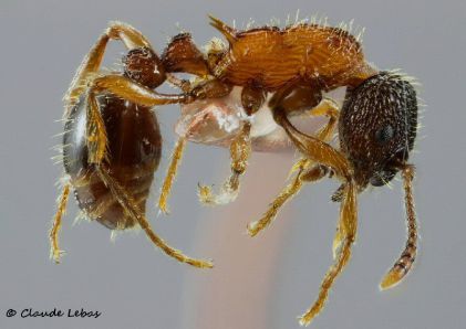 ouvriere Myrmica sulcinodis