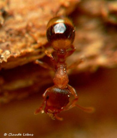 fourmi  Temnothorax nylanderi