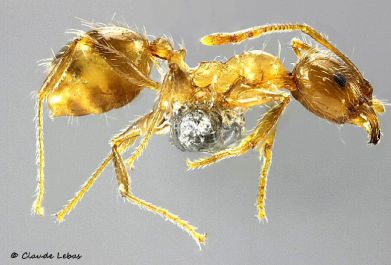 ouvriere Pheidole pallidula