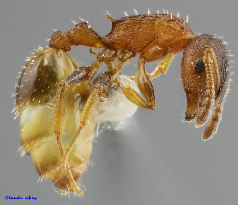 ouvriere Temnothorax affinis