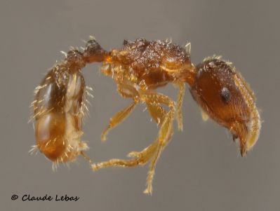 ouvriere Tetramorium impurum