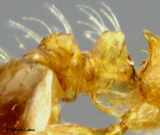 lobe sous le petiole