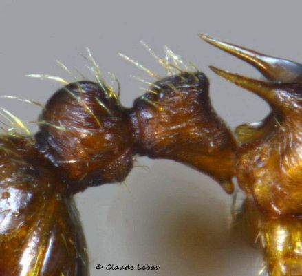 petiole  Myrmica vandeli