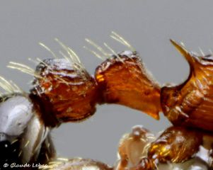 post petiole  Myrmica lobicornis