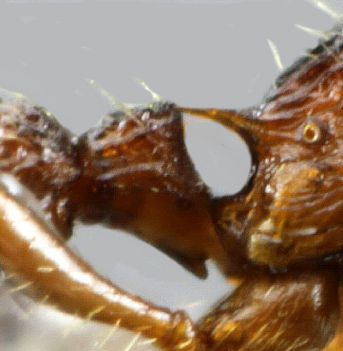 petiole  Myrmica lobulicornis