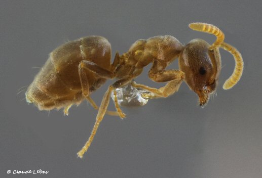 fourmi Bothriomyrmex