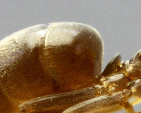 Bothriomyrmex