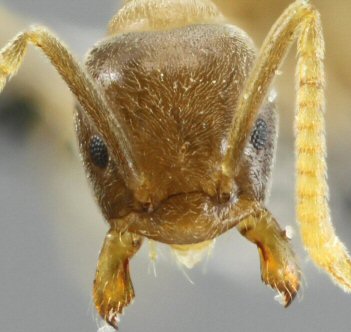 Bothriomyrmex
