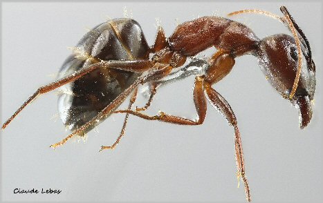 ouvriere Fourmi Camponotus sylvaticus