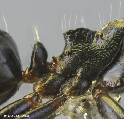 ouvriere Fourmi Camponotus piceus