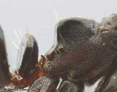 ouvriere Fourmi Camponotus lateralis