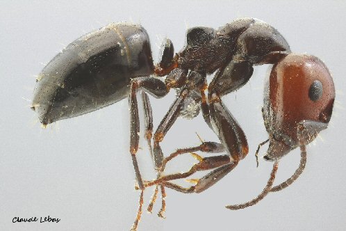ouvriere Fourmi Camponotus lateralis