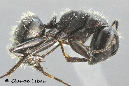 ouvriere Fourmi Camponotus vagus