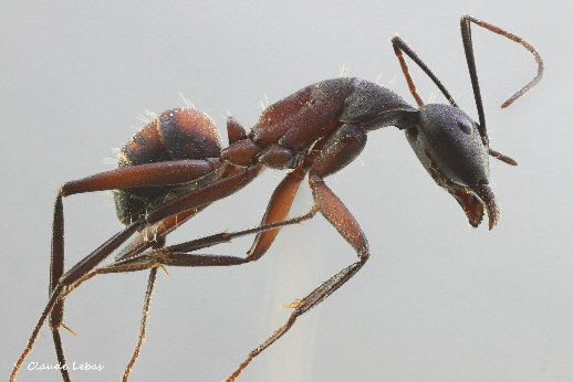 ameisen Campontus cruentatus