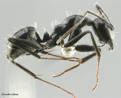 ouvriere Fourmi Camponotus foreli