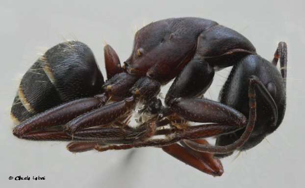 ouvriere Fourmi Camponotus herculaenus