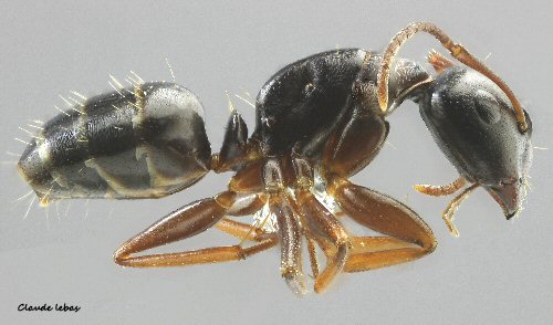 ouvriere Fourmi Camponotus fallax