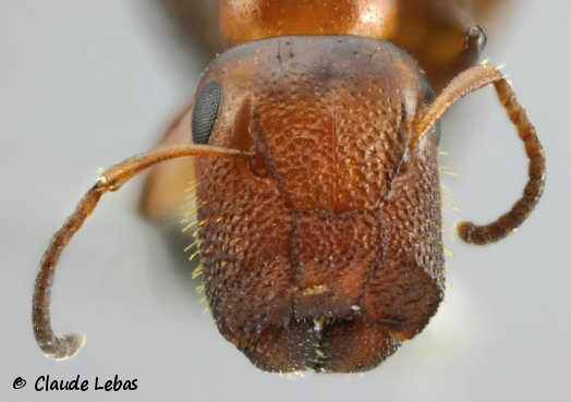 ouvriere Fourmi Camponotus truncatus