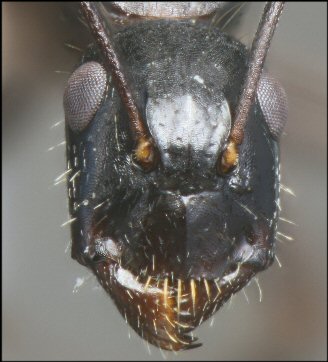 ouvriere Fourmi Camponotus aethiops
