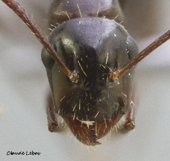 ouvriere Fourmi Camponotus aethiops