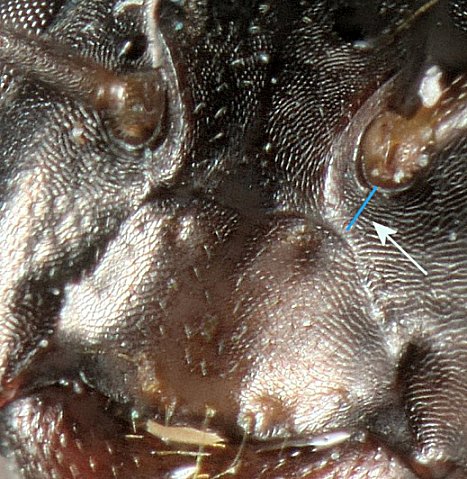 ouvriere fourmi Camponotus