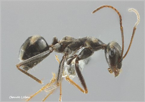 ouvriere Fourmi Cataglyphis