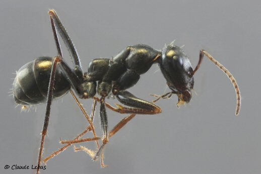 ouvriere Fourmi Cataglyphis piliscapus