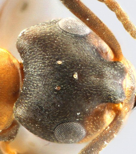 ouvriere Fourmi Formica foreli