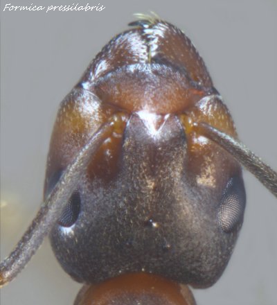 ouvriere Fourmi Formica pressilabris