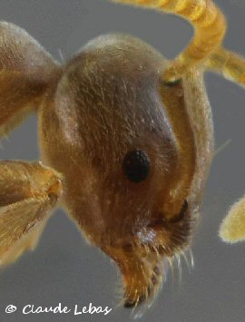 Bothriomyrmex